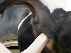 Cow bestiality sex