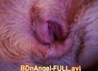 Mutt's perfect pussy gets fucked by a hung dude