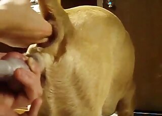 Wonderful pup is really enjoying it (zoo XXX)