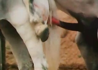 Fresh-air zoo fuck scene with two sexy horses