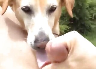 Porn video for tag : Beastiality dog licking pussy