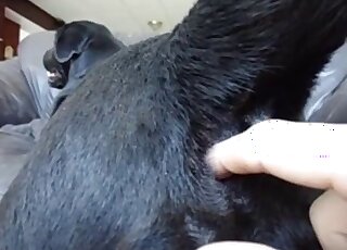 Ass stimulation is all this dog really needs tbh