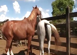 Horse fucked a nice slutty small pony from behind