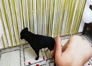 Puppy and a hot girl are enjoying hard fuck