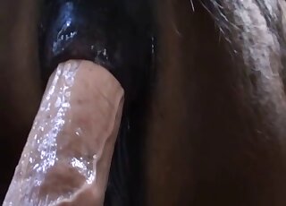 Mare pussy getting fucked by a sexy dildo