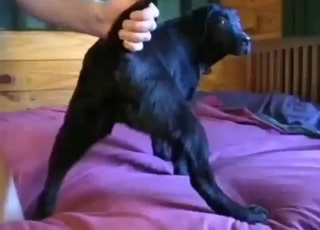 Dude fucks a beast's pussy with his fave toy