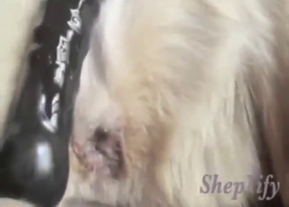 Zoophile wants to work this hole up with a dog