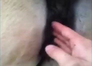 Fist-fucking that mare to make it cum harder