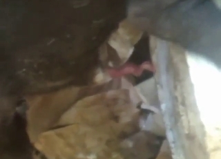 Porn-ready pig masturbates and cums hard