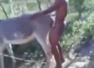 Passionate donkey fuck from a kinky dude