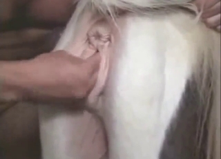 Mare's pussy is about to get fisted hard, deep