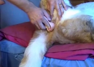 Dildo play with a dog that has a tight booty