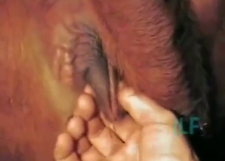 Hot bitch mare pussy getting fisted at first