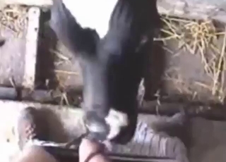 Bestiality porn with a beast that sucks dick