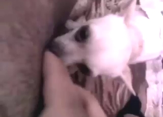 Pretty dog with a small head licking her vag
