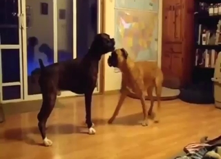 Hot animals enjoying hardcore action here