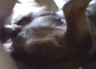 A guy gets to marathon that tight dog pussy