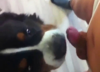 Dude with a small dick puts in dog's whore mouth