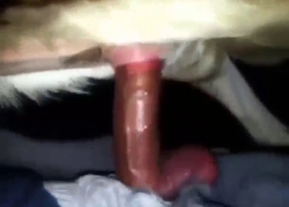 Goat's wet pussy gets fucked in a GOAT scene