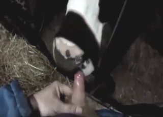 Zoophile fucks a cow's sexy mouth in POV