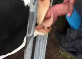 Guy's large cock pleased by a sexed-up cow