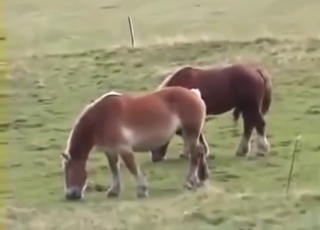 Hot mare vs stallion sex scene with orgasms