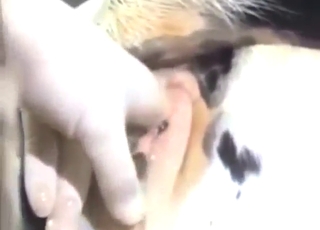 Zoo sex with cow piss being used for pleasure