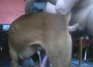 Sexy zoophile porn with doggystyle, anal, etc.