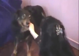 Dark-haired zoophile wants to get fucked