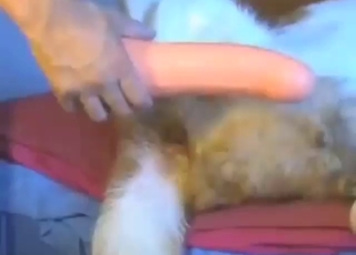 Animal enjoys anal play with this large toy