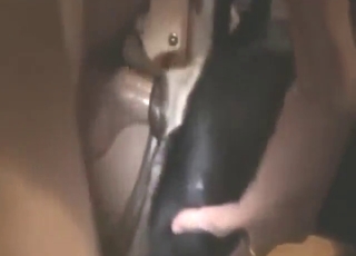 Zoo porn with a beast that gets fucked silly