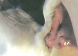 Dude fucks a sheep and it looks super-hot