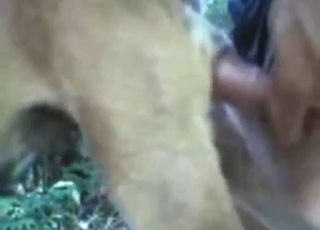 With big dick inside, this dog moans loudly