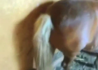 Cock to pussy, the best horse fuck movie