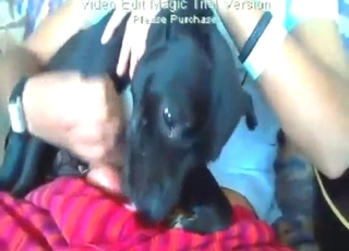 No censorship as this dog sucks dick and eats cum