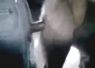 Horse pussy fucked in a zoo XXX banging scene