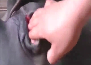 Cow fisting session with a sexy creature