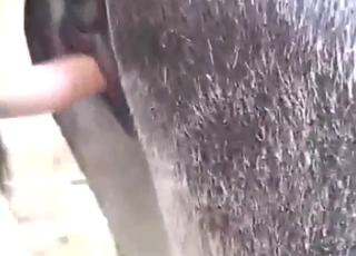 Close-ups look sublime as he fucks a mare