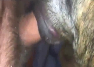 Female dog in zoo XXX with plenty of thrusts