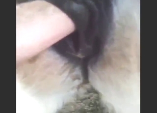 Dude goes all in on that mare's hot pussy