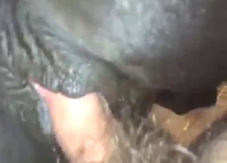 Zoophile porn shows a sexy mare taking it