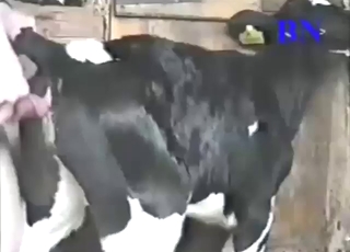 Bestiality sex with a tight pussy cow getting off