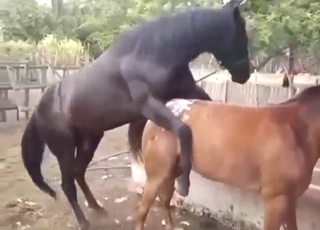 Nice bestiality porn with horses fucking around