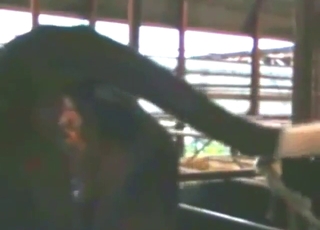 Cow cunt looks hotter after a crazy enema