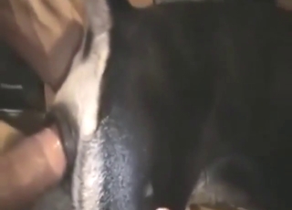 Male dog getting fucked by a horny twink