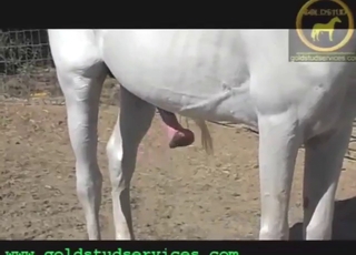 Dangling dick stallion shows off its goodies