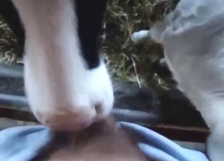 Sexy cow puts that dick in its mouth big time