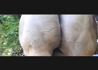 Dude uses his boner to fuck a big booty mare