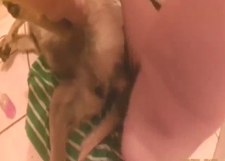 Sexed-up animal takes his full cock inside