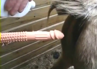 Tip si s prsti pritisne na kobilino luknjo, preden jo tudi pofuka